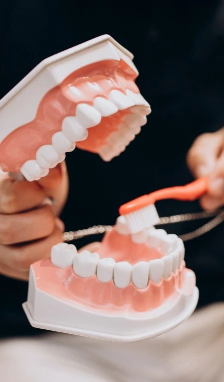 Plastic Jaw Dentist Brushing Teeth Gums